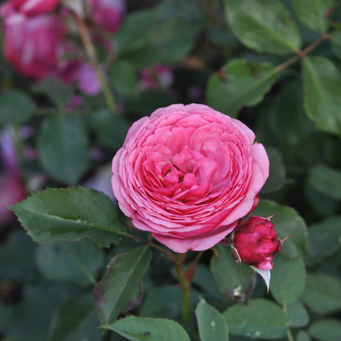 Buy Rosa 'Pink' (Art Vaza Collection) online UK