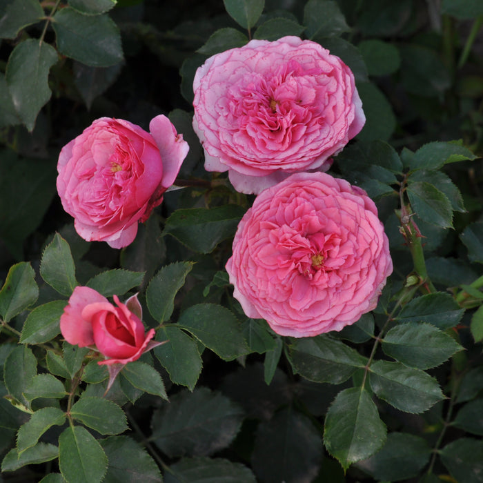 Buy Rosa 'Pink' (Art Vaza Collection) online UK