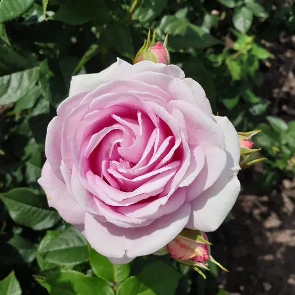 Rosa 'Porceline Parfuma®' flower in full bloom