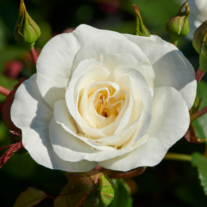 Buy Rosa 'Prague' (Castle Collection) online UK
