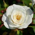 Buy Rosa 'Prague' (Castle Collection) online UK