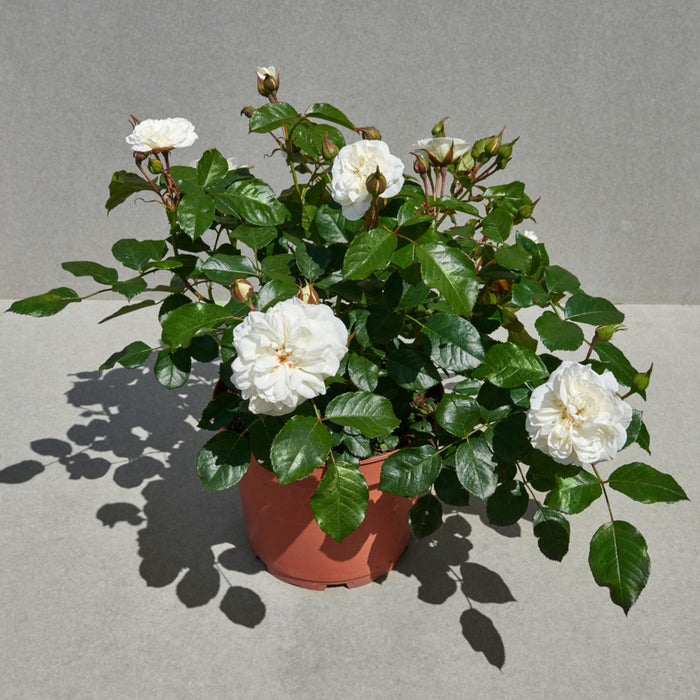 Buy Rosa 'Prague' (Castle Collection) online UK