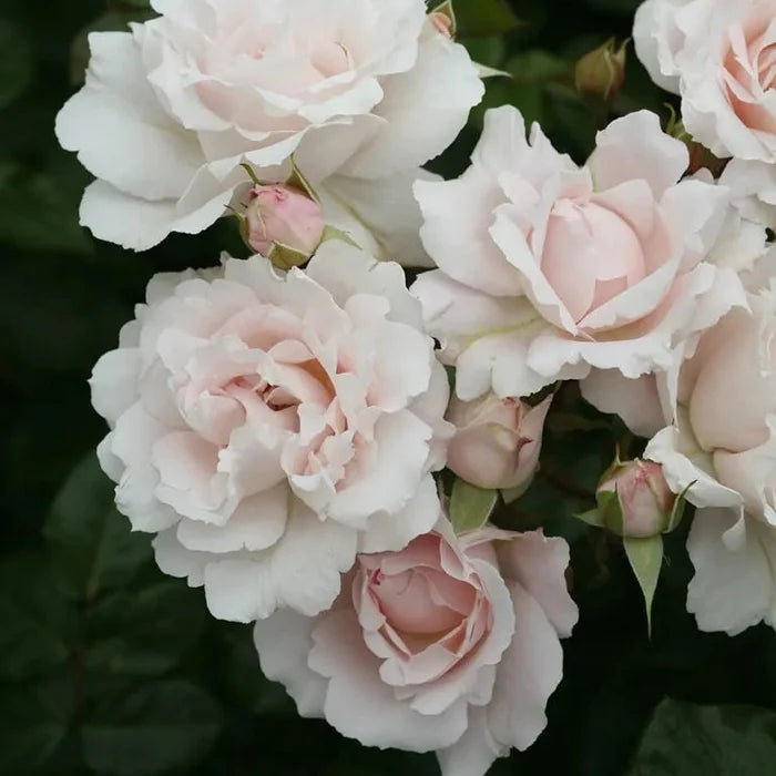 A cluster of Rosa 'Pretty Parfuma®' flowers