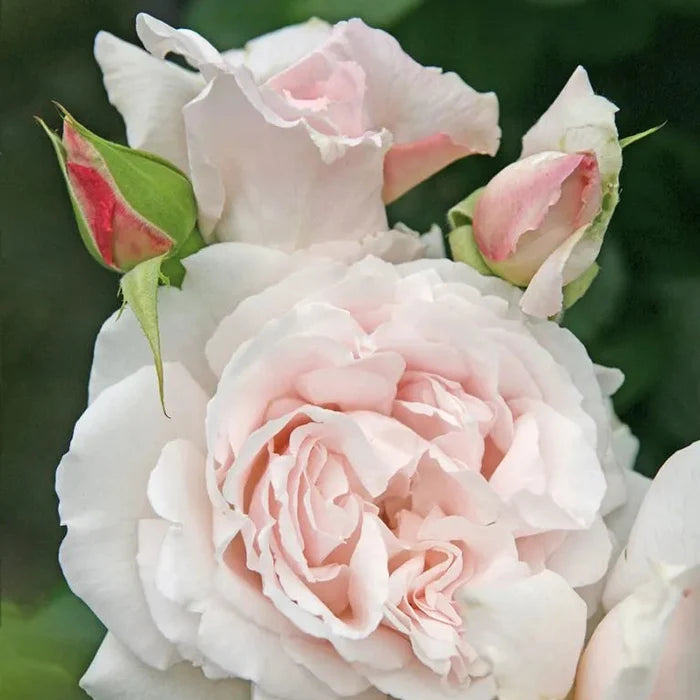 A small bunch of Rosa 'Pretty Parfuma®' petals