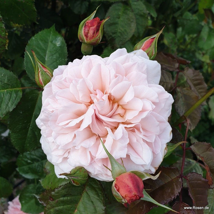 A closeup of a Rosa 'Rose de Tolbiac®' flower