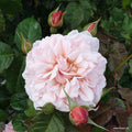 A closeup of a Rosa 'Rose de Tolbiac®' flower