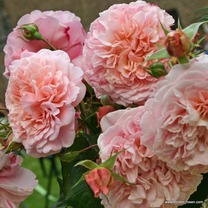 A group of Rosa 'Rose de Tolbiac®' flowers
