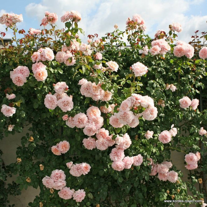 Rosa 'Rose de Tolbiac®' growing over a garden wall