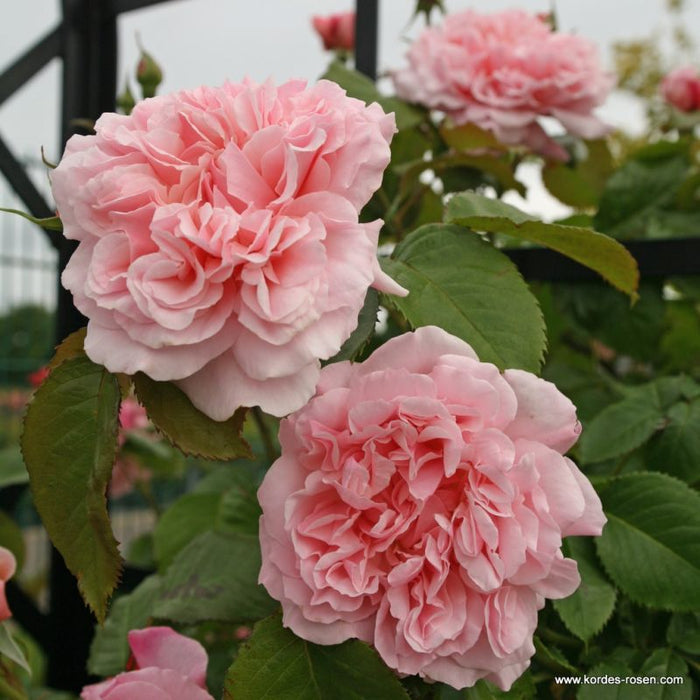 Rosa 'Rose de Tolbiac®' with pink blooms and green leaves
