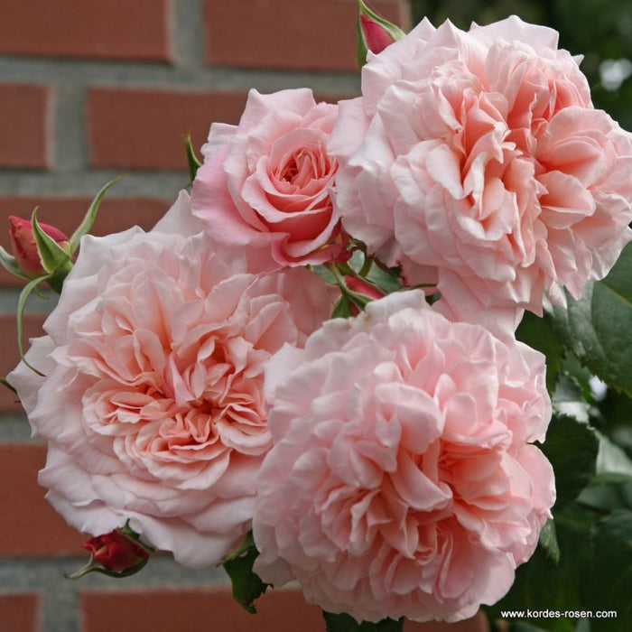 A small cluster of Rosa 'Rose de Tolbiac®' flowers