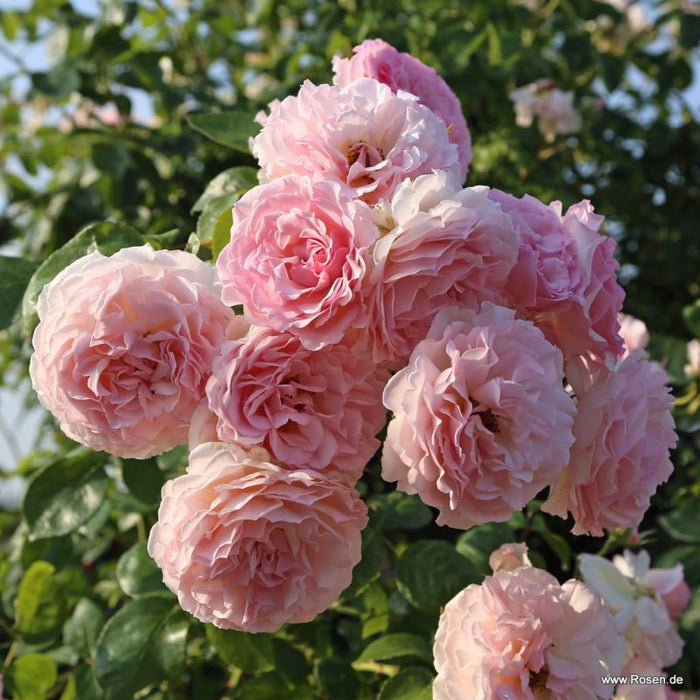 A large group of Rosa 'Rose de Tolbiac®' flowers hanging from a vine.
