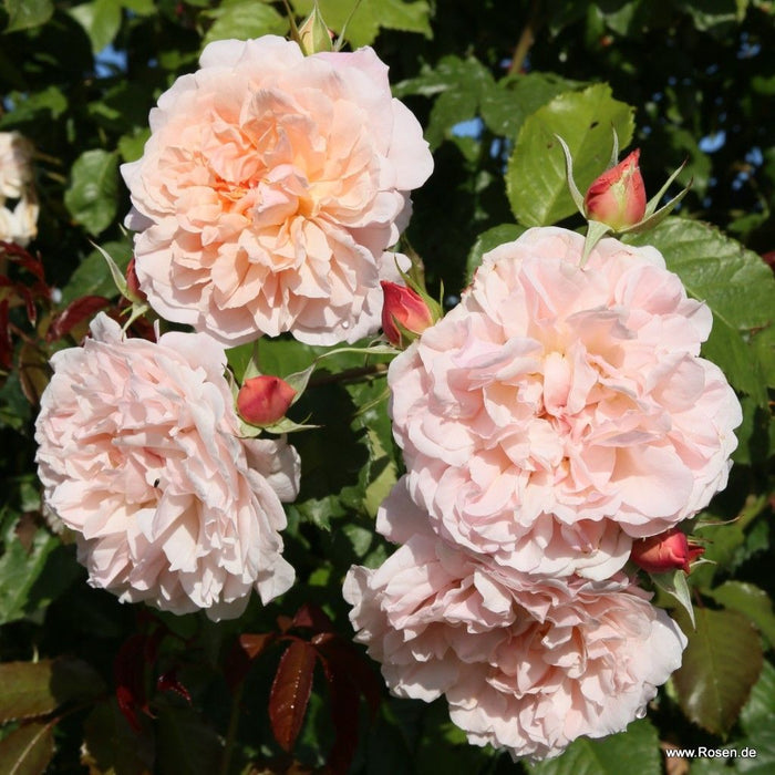 Orange pink blooms of the Rosa 'Rose de Tolbiac®'