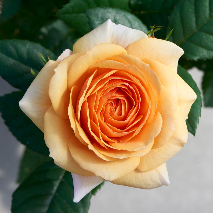 Rosa 'Sarai Hit'