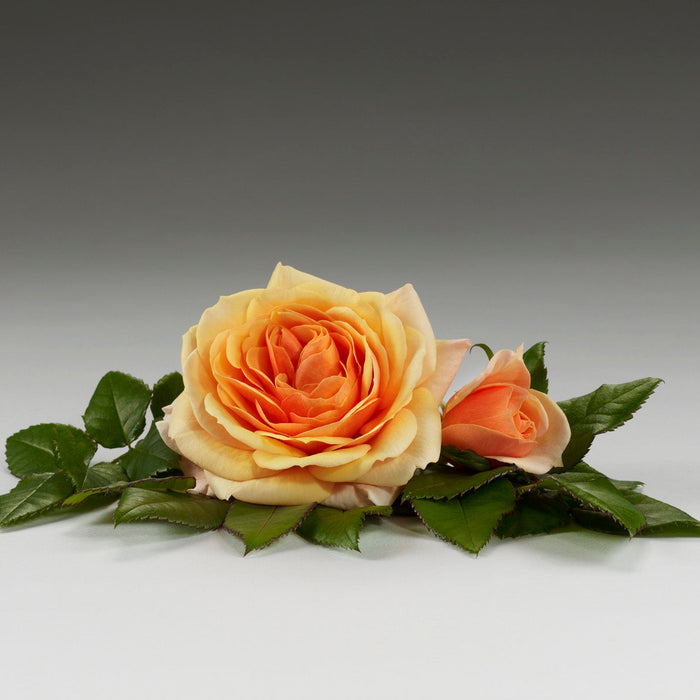 Rosa 'Sarai Hit'