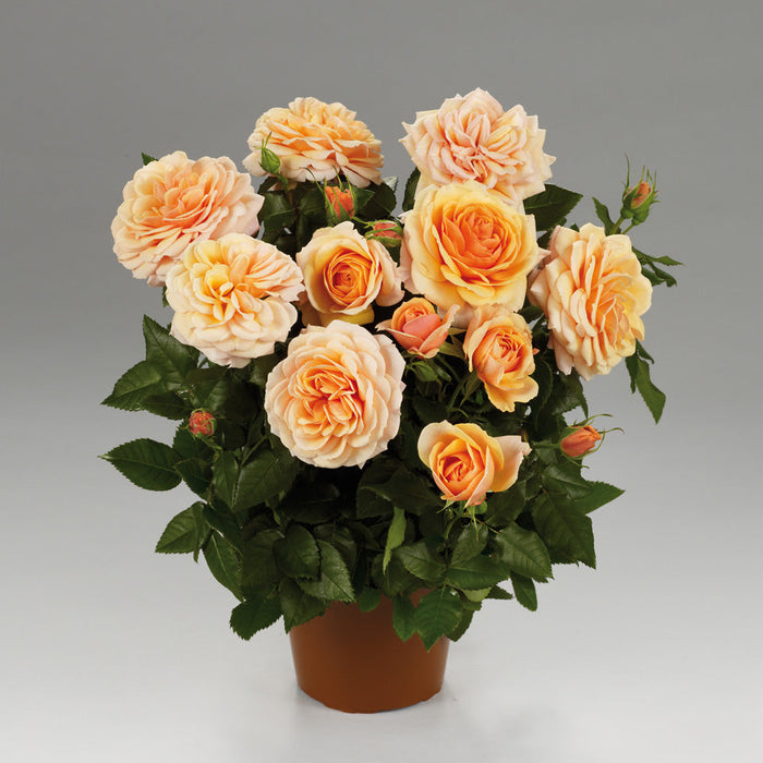 Rosa 'Sarai Hit'