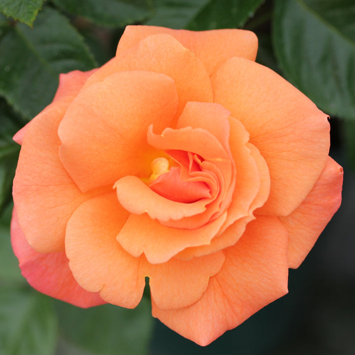 Rosa 'Scent From Heaven' (Chewbabaluv) – Rose of the Year 2017