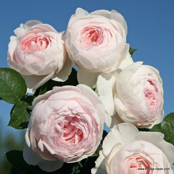 Rosa 'Secret Parfuma'