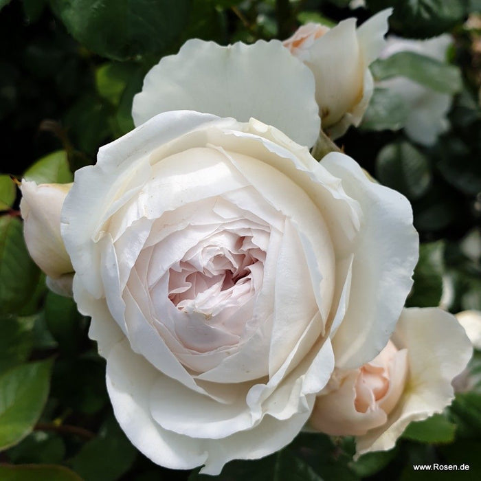 Rosa 'Secret Parfuma'