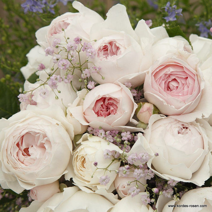 Rosa 'Secret Parfuma'