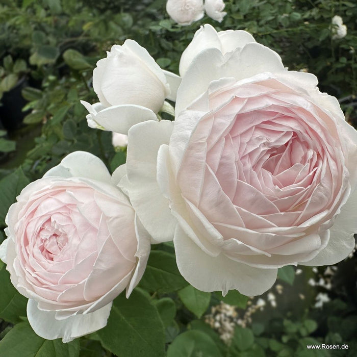 Rosa 'Secret Parfuma'