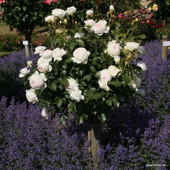 Rosa 'Secret Parfuma'