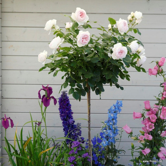 Rosa 'Secret Parfuma'