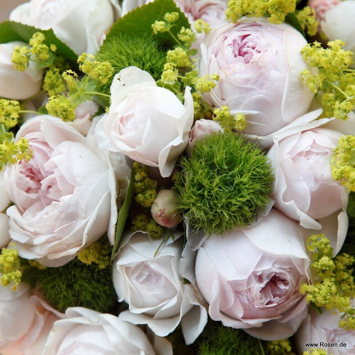 Rosa 'Secret Parfuma'