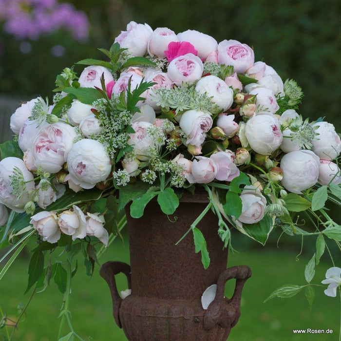 Rosa 'Secret Parfuma'