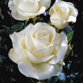 Buy Rosa 'Silver Anniversary' online UK