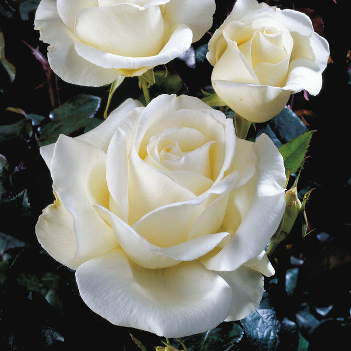 Buy Rosa 'Silver Anniversary' online UK