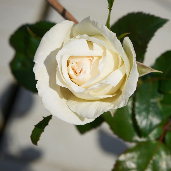 Buy Rosa 'Silver Anniversary' online UK