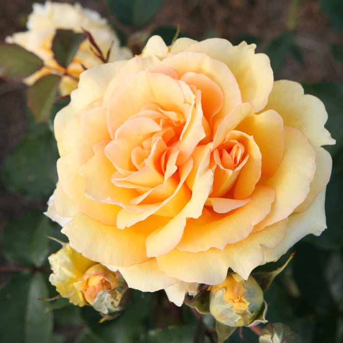 Rosa 'Sophia'