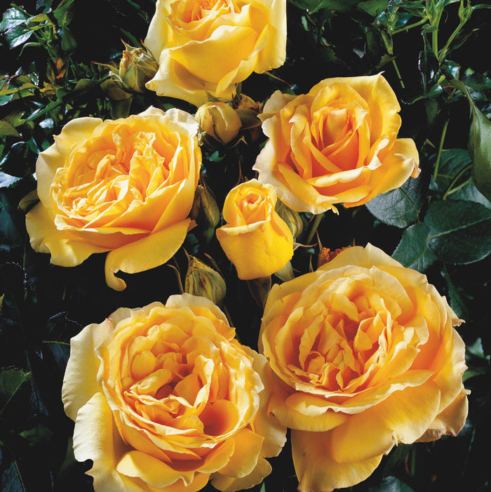 Rosa 'Sophia'