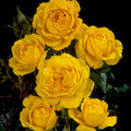 Rosa 'Summer Gold'