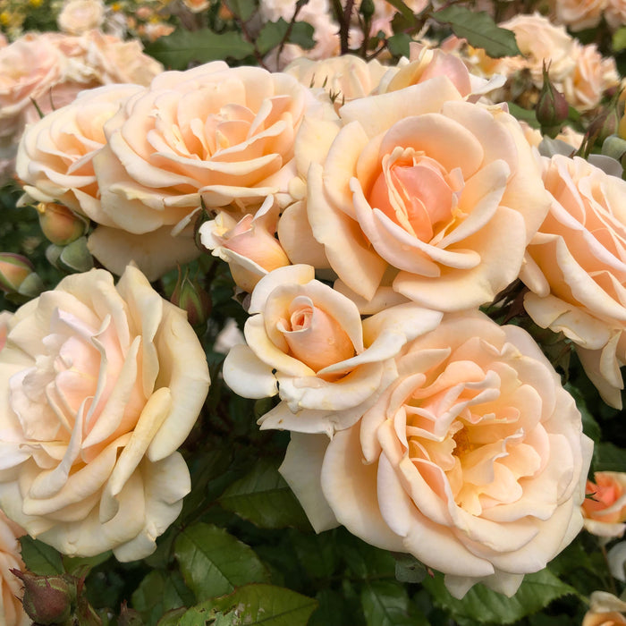 Buy Rosa 'Sweet Honey' online UK