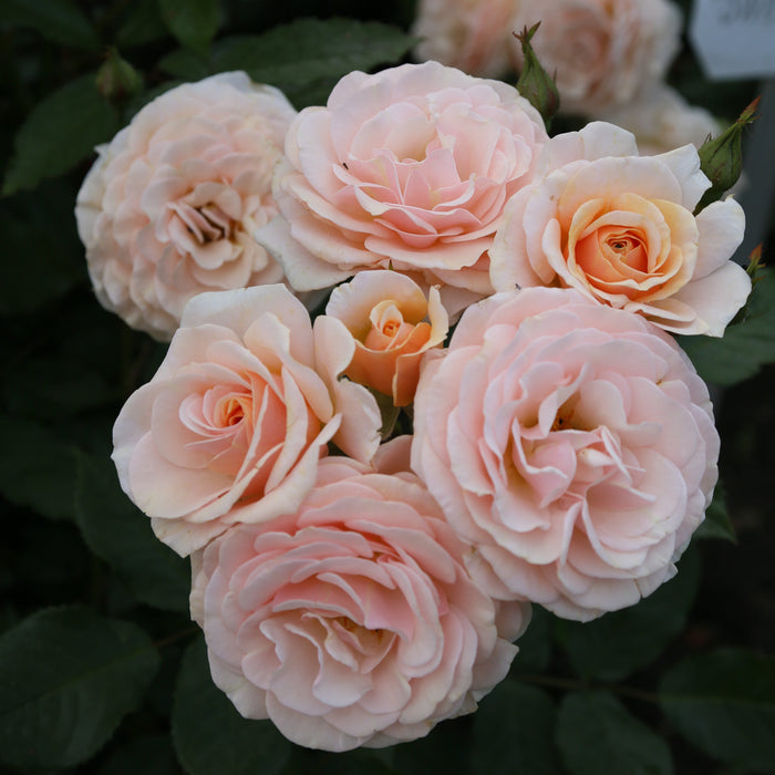 Buy Rosa 'Sweet Honey' online UK