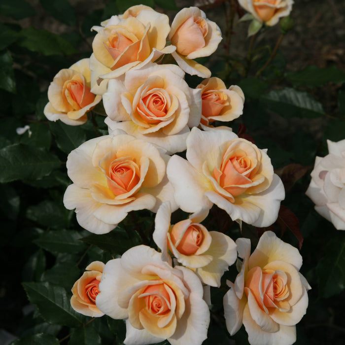 Buy Rosa 'Sweet Honey' online UK