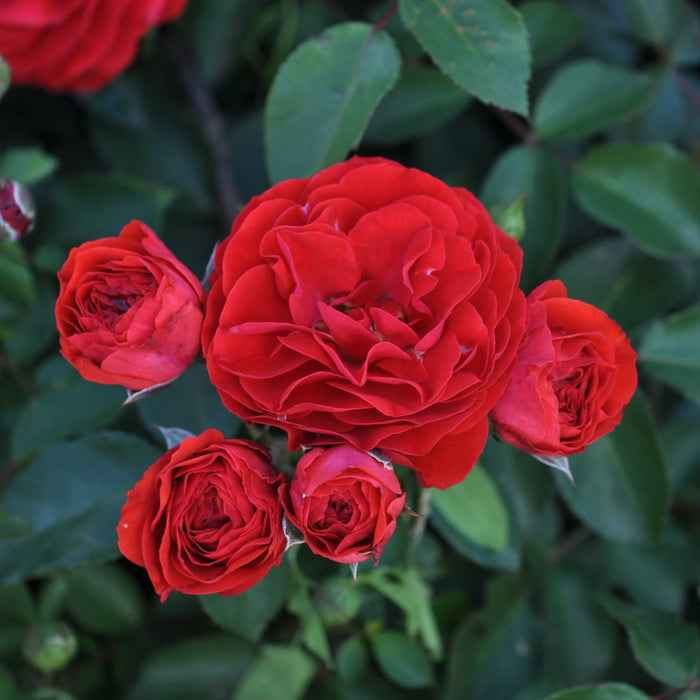 Buy Rosa 'Tara' (Abundant Reka Collection) online UK