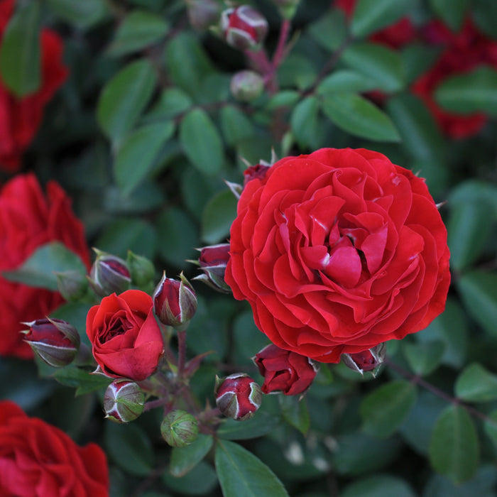 Buy Rosa 'Tara' (Abundant Reka Collection) online UK