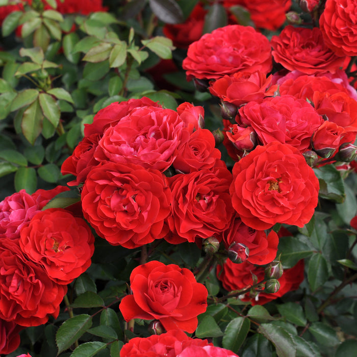 Buy Rosa 'Tara' (Abundant Reka Collection) online UK