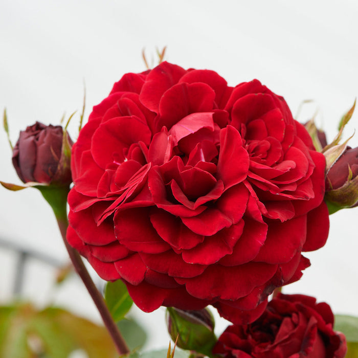 Rosa 'That's Jazz'