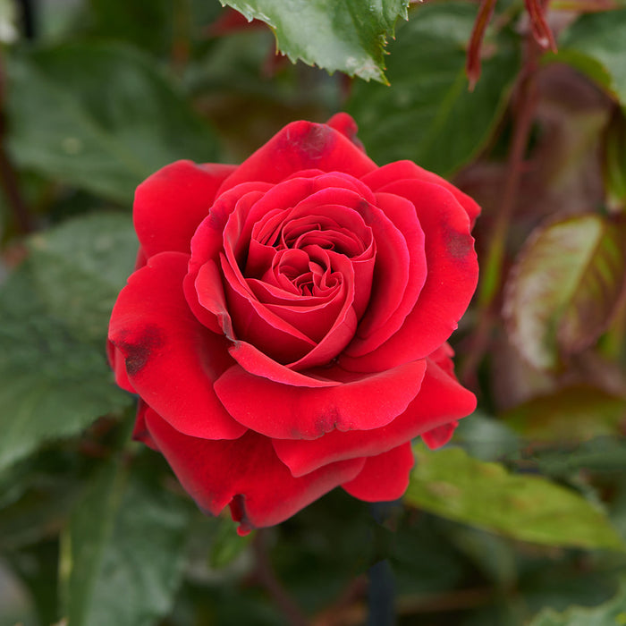Rosa 'That's Jazz'