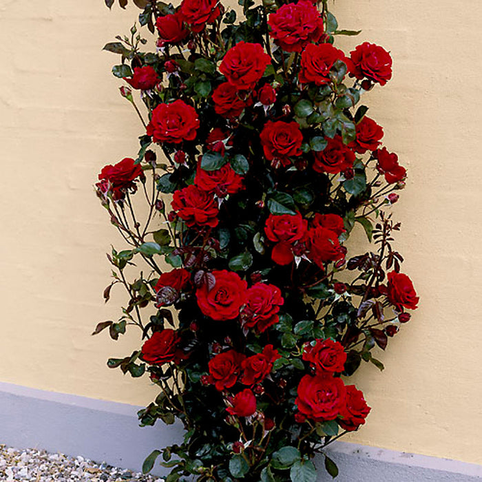 Rosa 'That's Jazz'