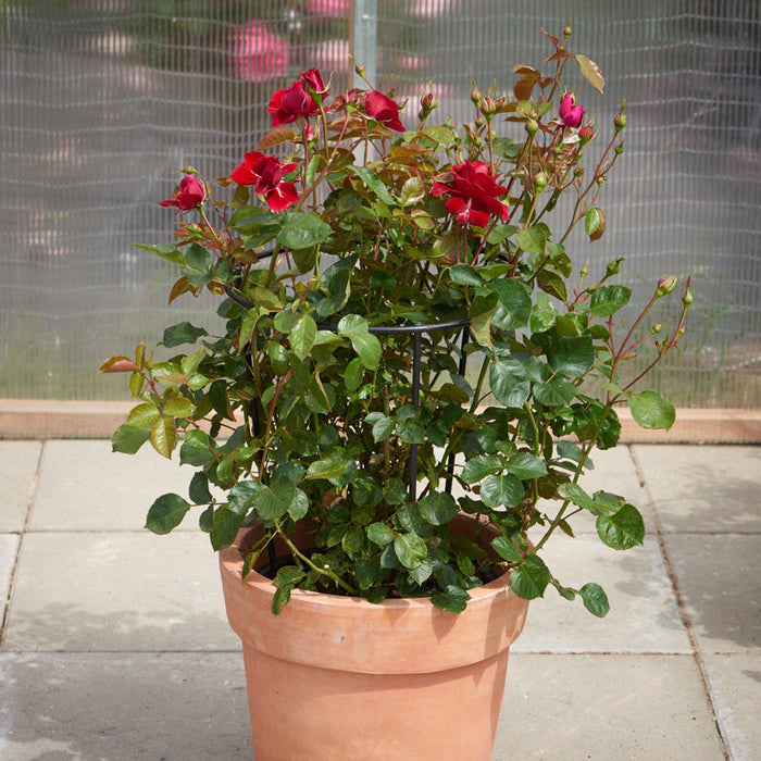 Rosa 'That's Jazz'