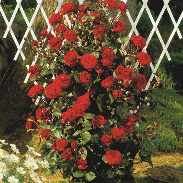 Rosa 'That's Jazz'