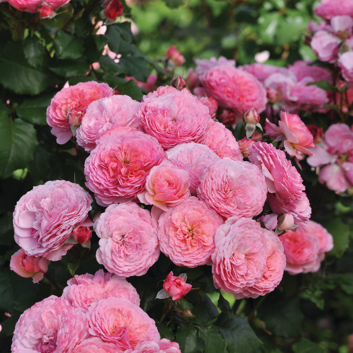 Buy Rosa 'Theo Clevers' (Taste of Love - Edible Rose Collection) online UK
