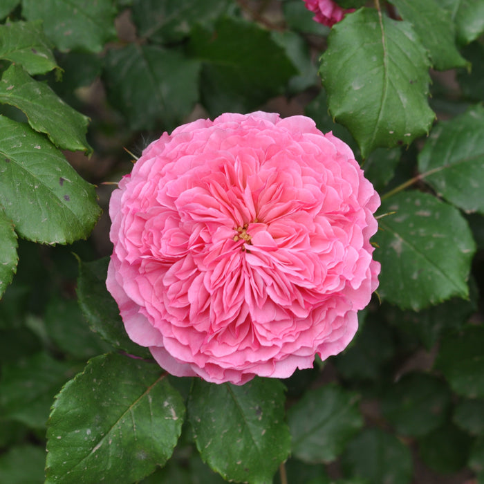 Buy Rosa 'Theo Clevers' (Taste of Love - Edible Rose Collection) online UK