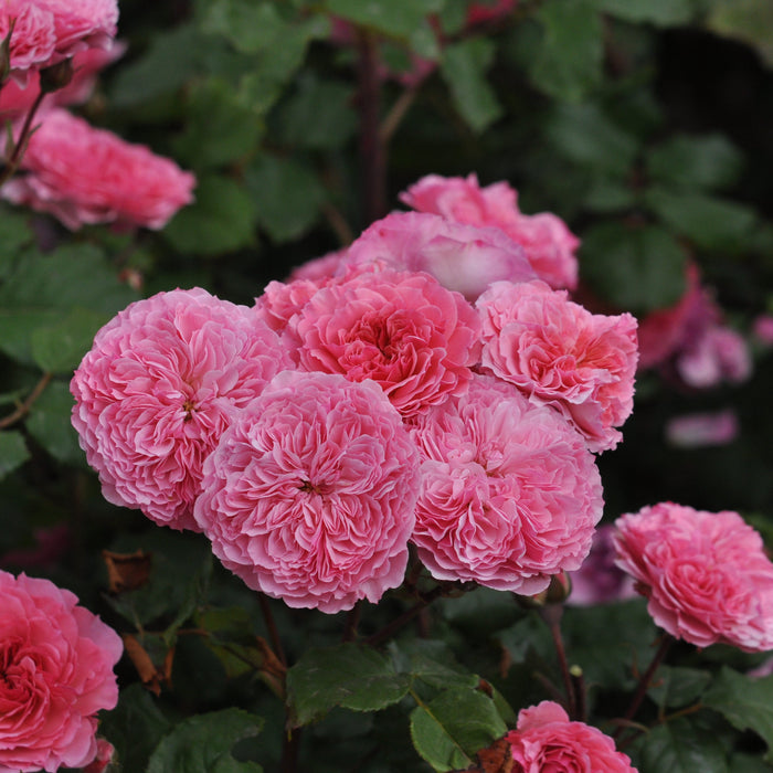 Buy Rosa 'Theo Clevers' (Taste of Love - Edible Rose Collection) online UK