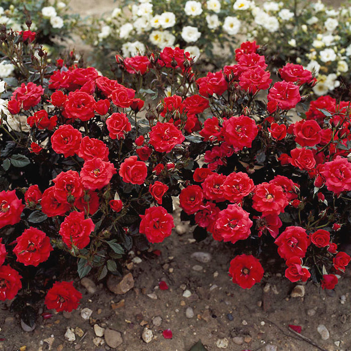 Rosa 'Top Hit'