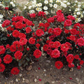 Rosa 'Top Hit'